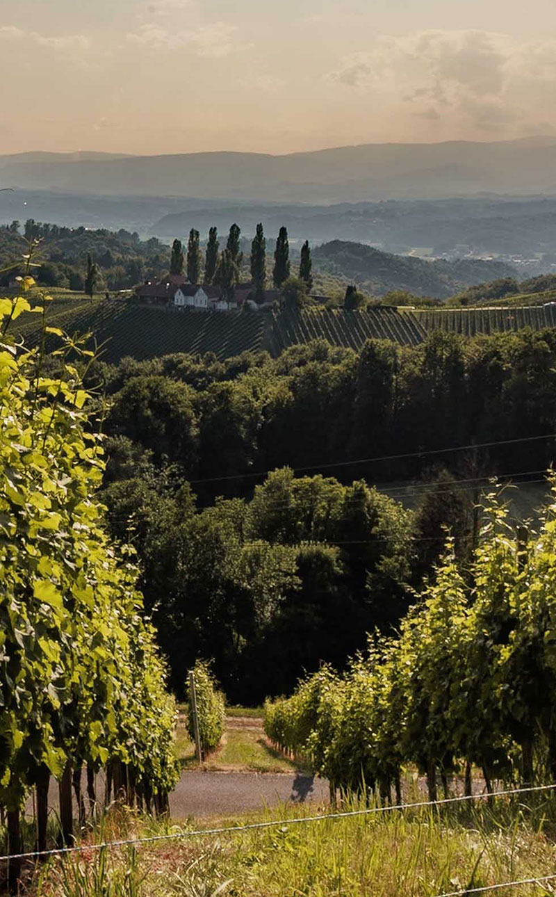 Weinhof Strablegg-Leitner in der Südsteiermark Ausblick in die Weinberge