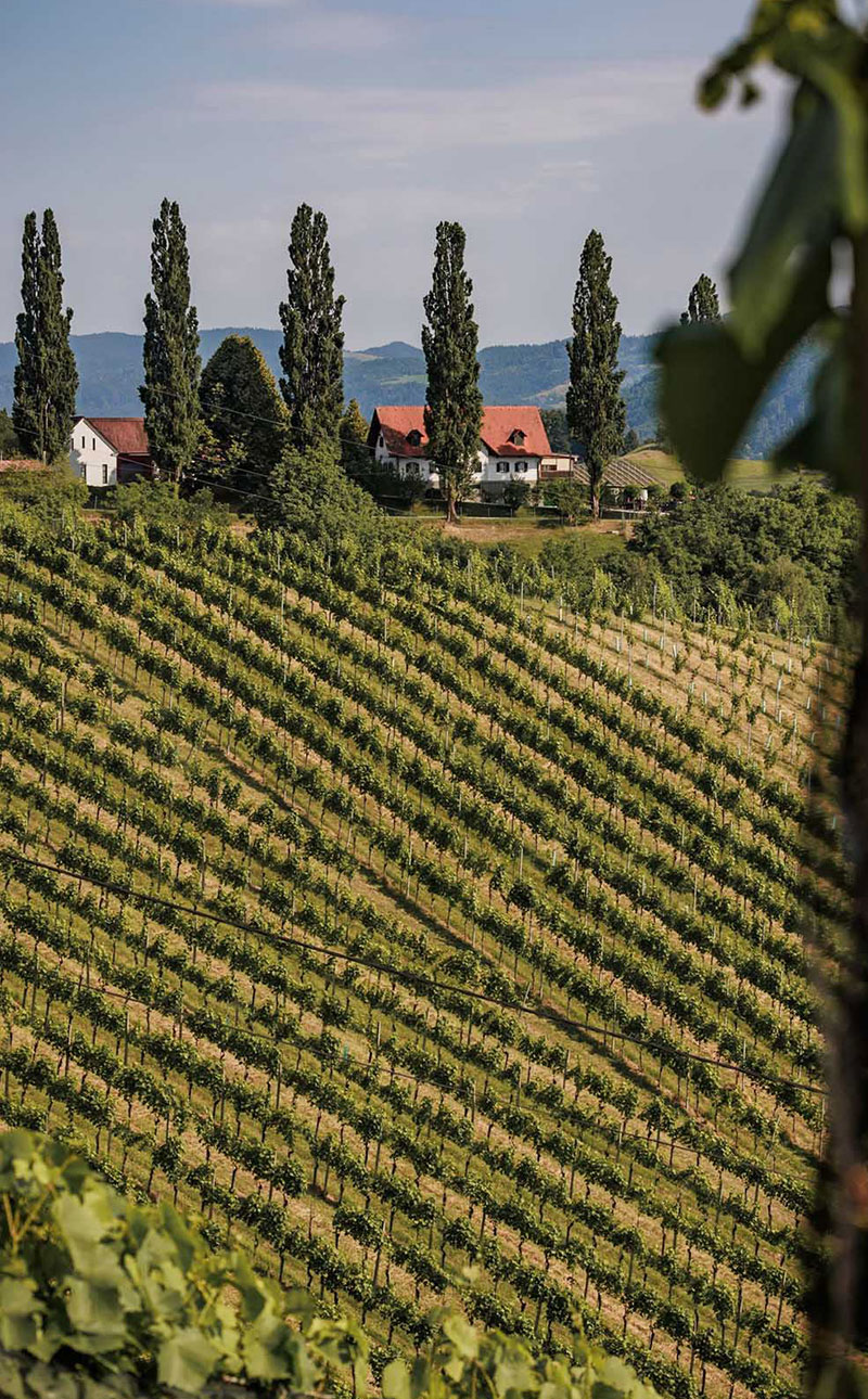 Weinhof Strablegg-Leitner-Südsteiermark - Panoramaaussicht