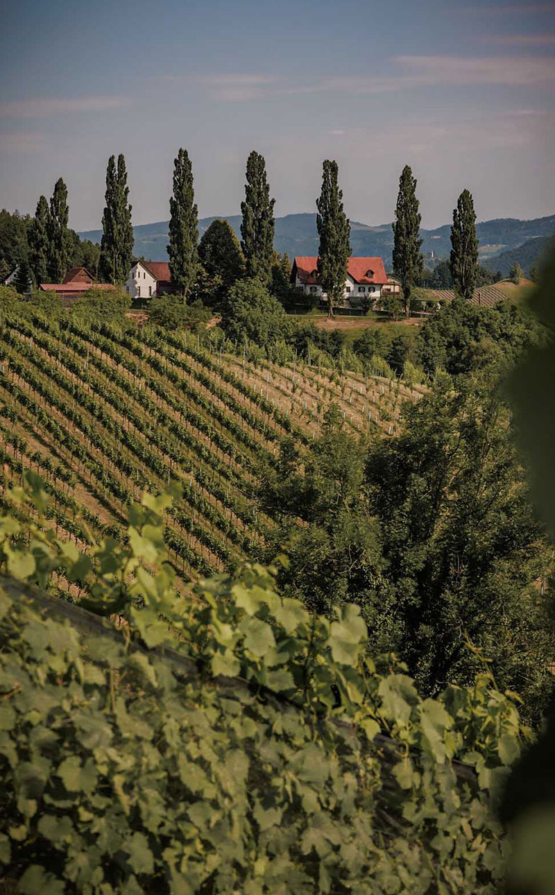 Weinhof Strablegg-Leitner in der Südsteiermark- der steirischen Toskana