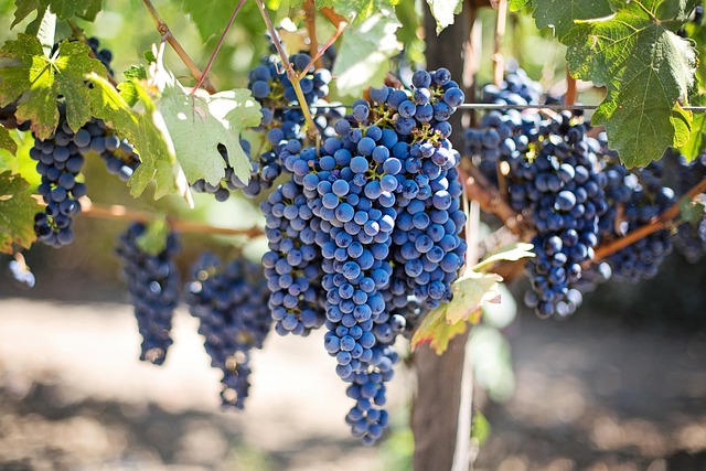 Sind Rotwein Reben gesund?