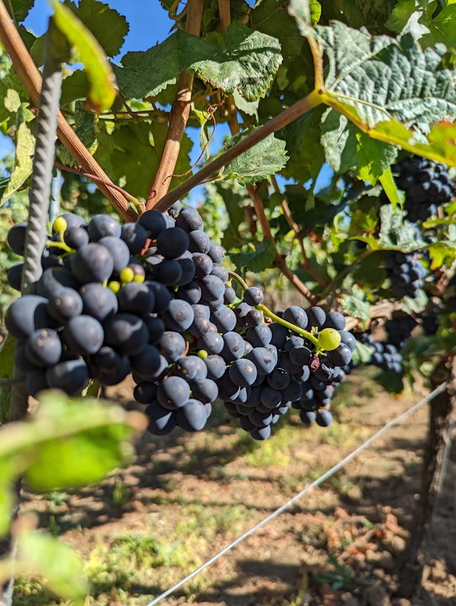Sind Rotwein Reben gesund?