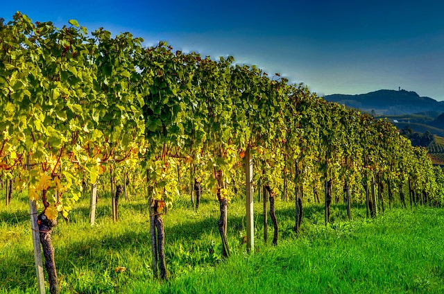 Weinreben in der Südsteiermark