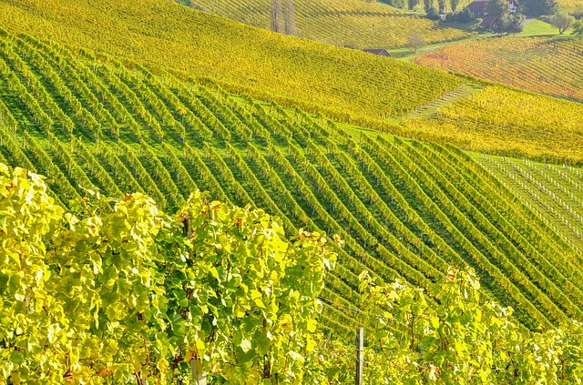 Südsteiermark Panorama Weinberg