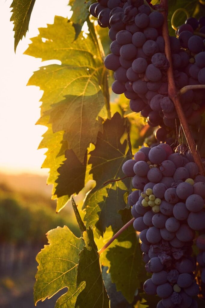 Feinherb Wein Reben in der Natur