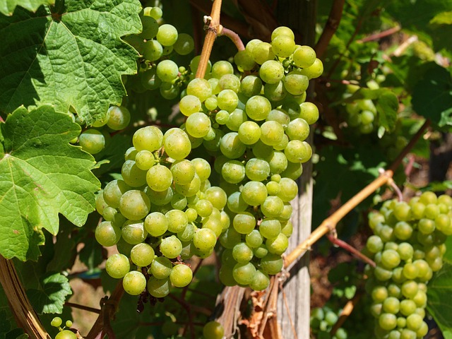 Weinreben Sauvignon blanc Südsteiermark