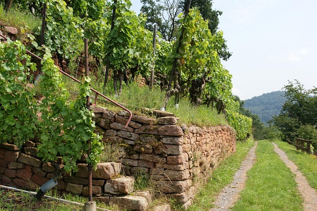 Weinterrasse in der Südsteiermark